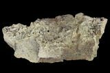 Fossil Triceratops Frill Section - North Dakota #117556-2